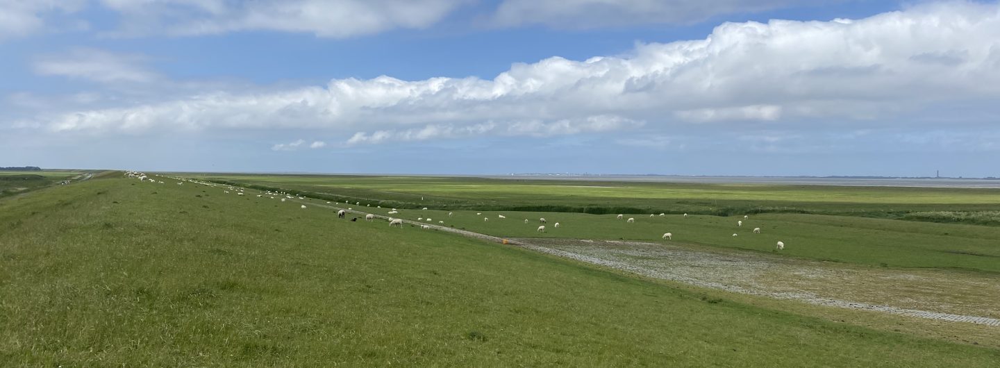 strahlend grüner Deich mit weißen Schafen - darüber leuchtend blauer Himmel mit weißen flauschigen Wolken