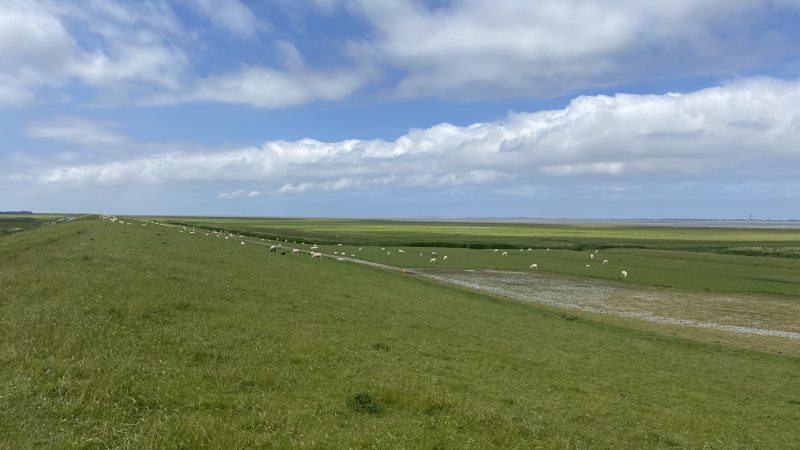 strahlend grüner Deich mit weißen Schafen - darüber leuchtend blauer Himmel mit weißen flauschigen Wolken