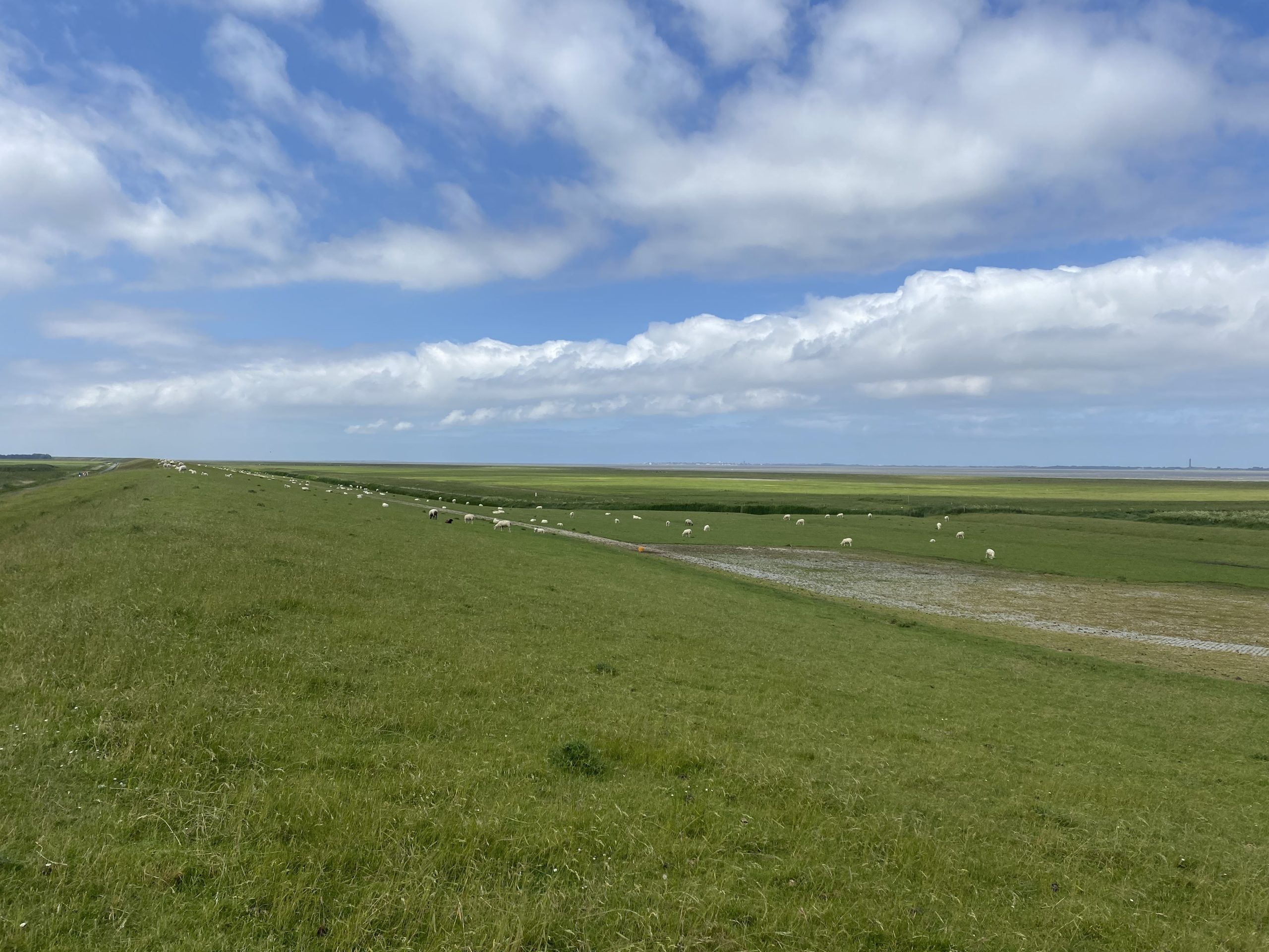 strahlend grüner Deich mit weißen Schafen - darüber leuchtend blauer Himmel mit weißen flauschigen Wolken